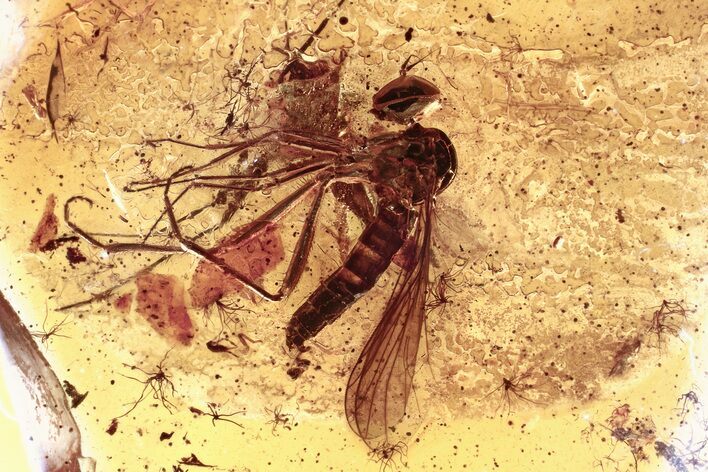 Detailed Fossil Dagger Fly, True Midge, and Tiny Mite In Baltic Amber #352689